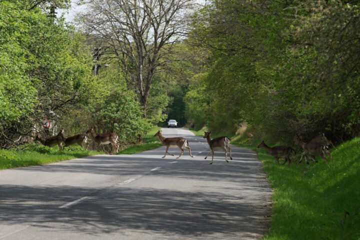 Rehe laufen über Straße