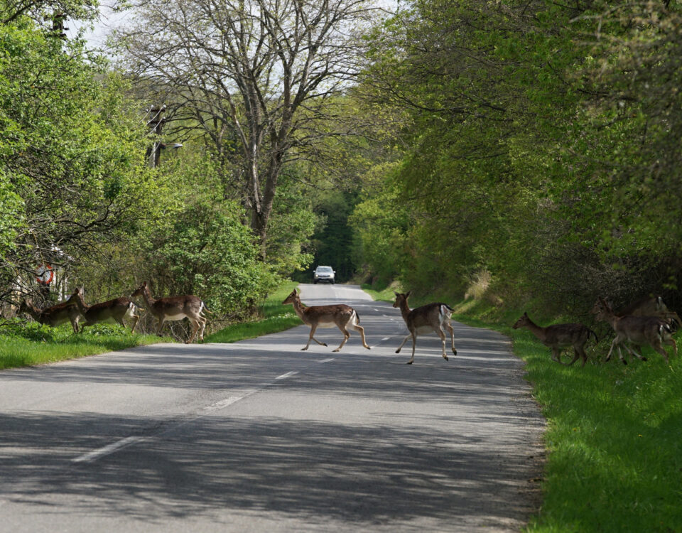 Rehe laufen über Straße